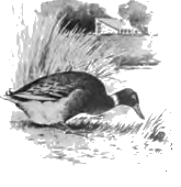 duck