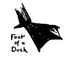 Foot of a Duck