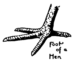 Foot of a Hen