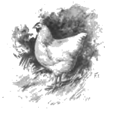hen