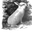 rabbit