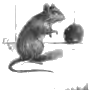 rat
