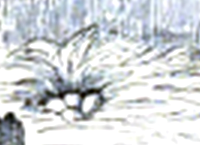 Close-up of four white eggs in the nest