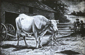 Lesson 48: The Cow